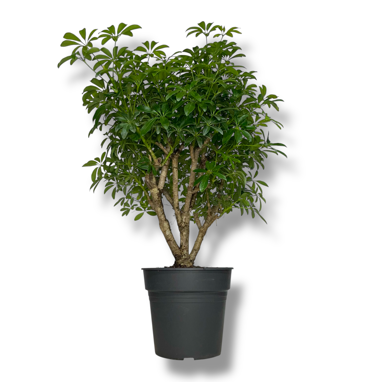 shefflera luiziana branch