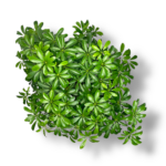 shefflera luiziana branch