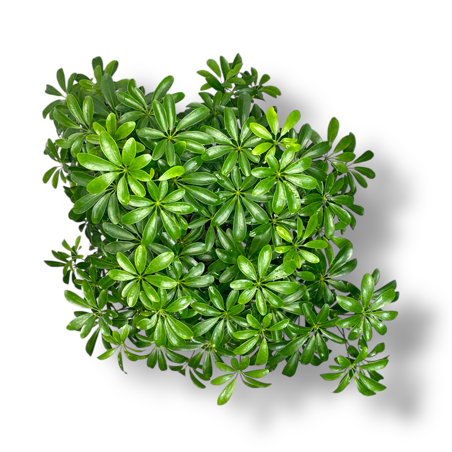 shefflera luiziana branch