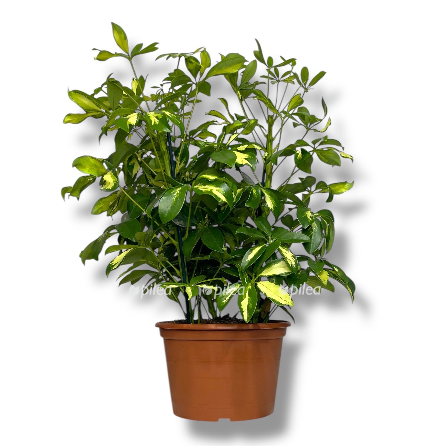 shefflera-miks-3-stvola.jpg shefflera miks 3 stvola