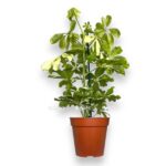 shefflera sharlotte e1728323881714