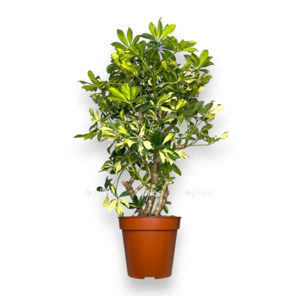 shefflera triniti e1738135384197