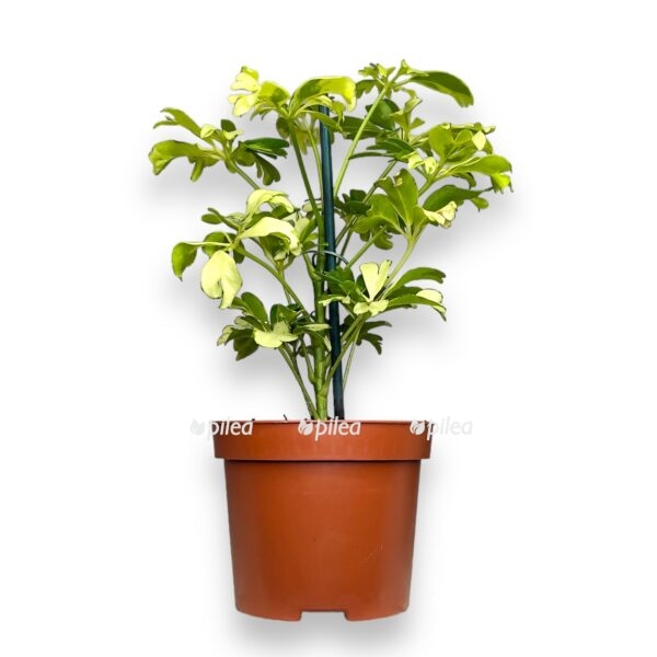 shefflera zhanin 820 e1722952827307