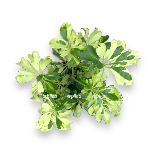 shefflera zhanin 820 e1722952842898