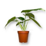 shizmatoglottis kaliptrata e1736695109711