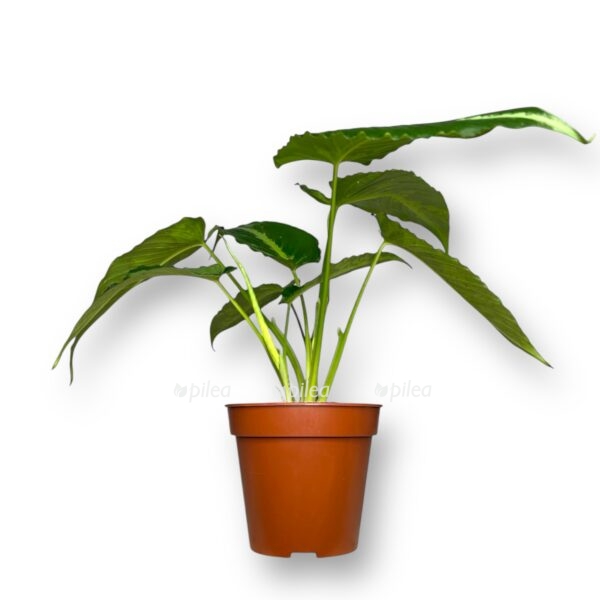 shizmatoglottis kaliptrata e1736695109711