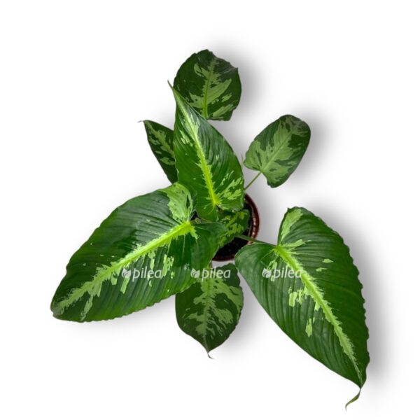 shizmatoglottis kaliptrata e1736695119423