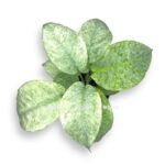 shizmatoglottis longispa variegata e1716915962211