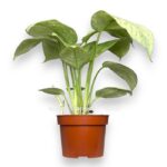 shizmatoglottis longispa variegata e1716915969507
