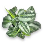shizmatoglottis mottleyana