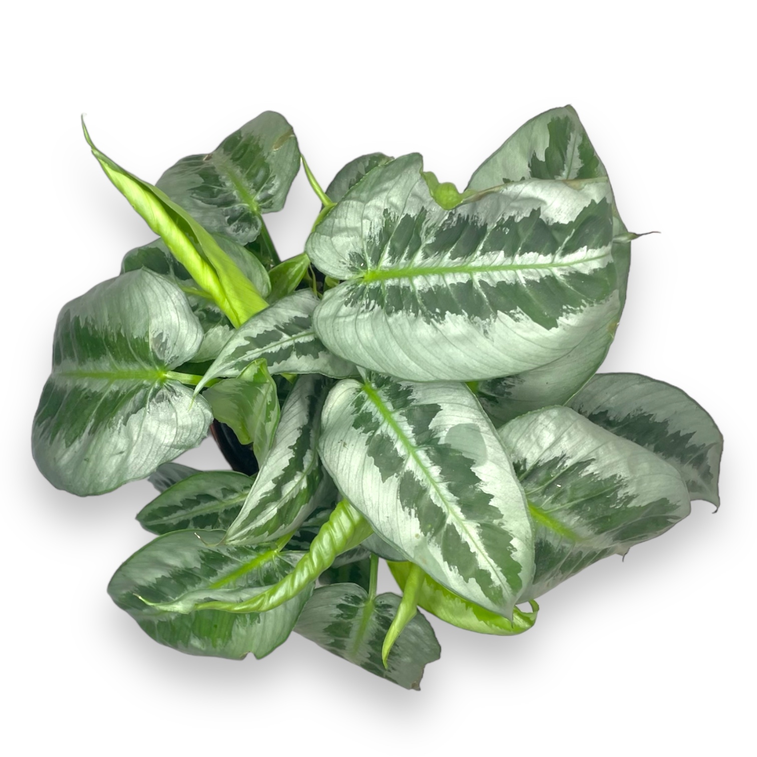 shizmatoglottis mottleyana