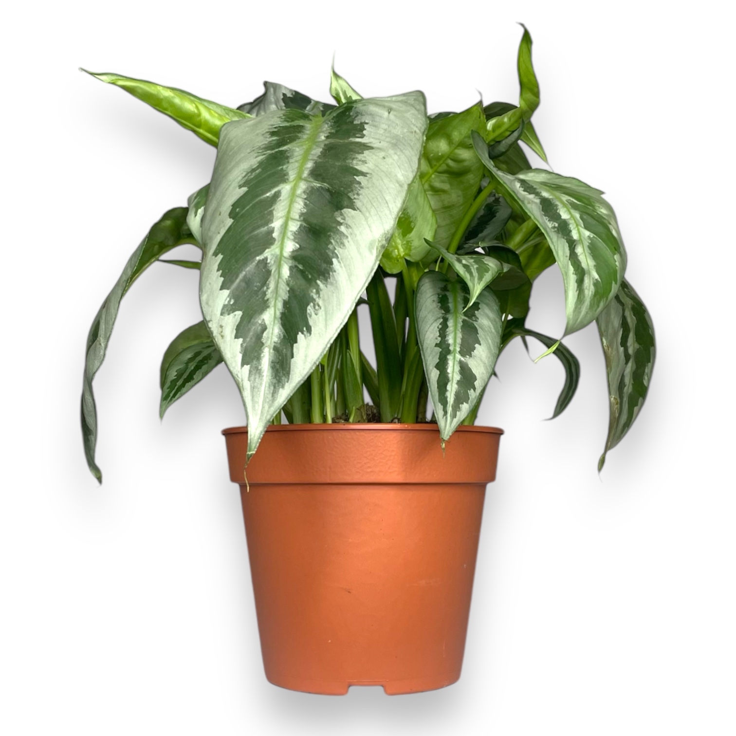 shizmatoglottis mottleyana