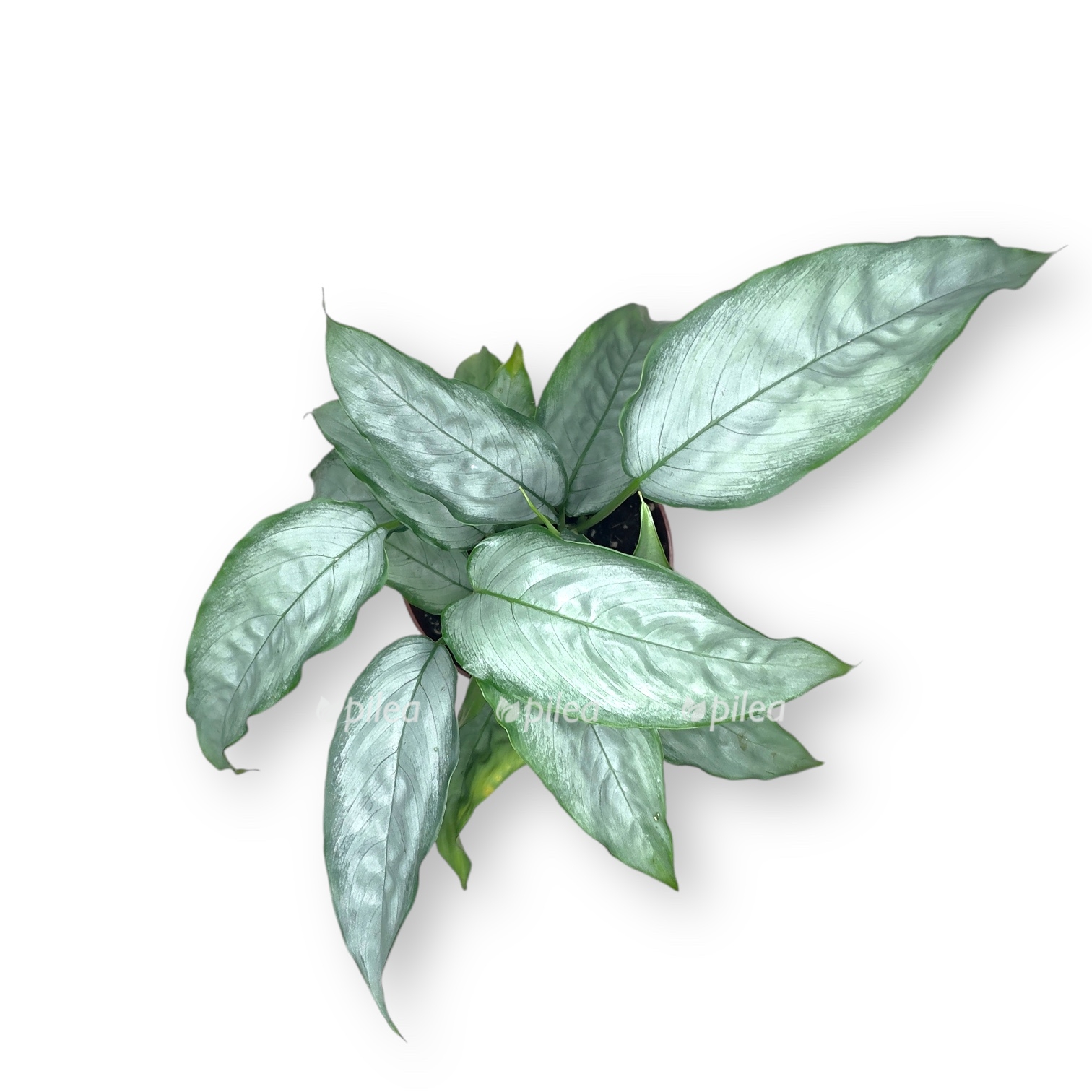 shizmatoglottis silver form