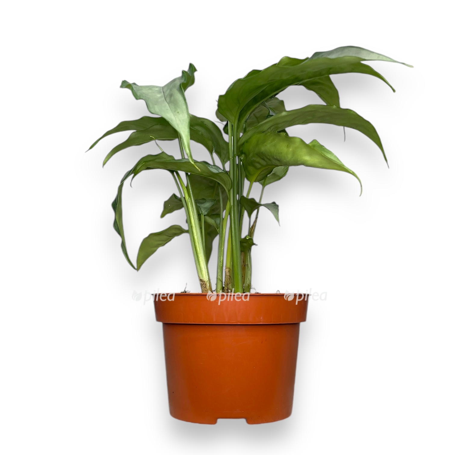 shizmatoglottis silver form