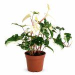 singonium alba