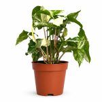 singonium alba