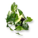 singonium alba variegata 2
