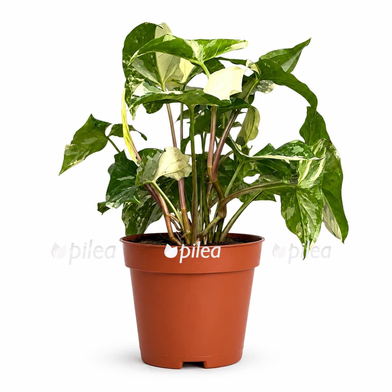singonium-alba singonium alba