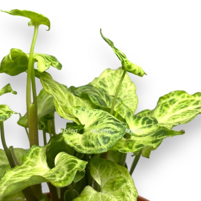 singonium batik. e1701542429471