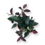 singonium eritrofillum errou red 1