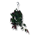 singonium eritrofillum errou red