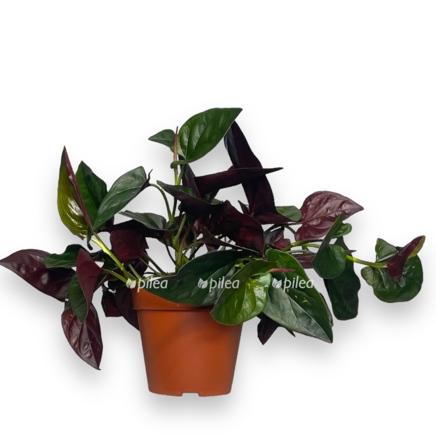 singonium eritrofillum errou red