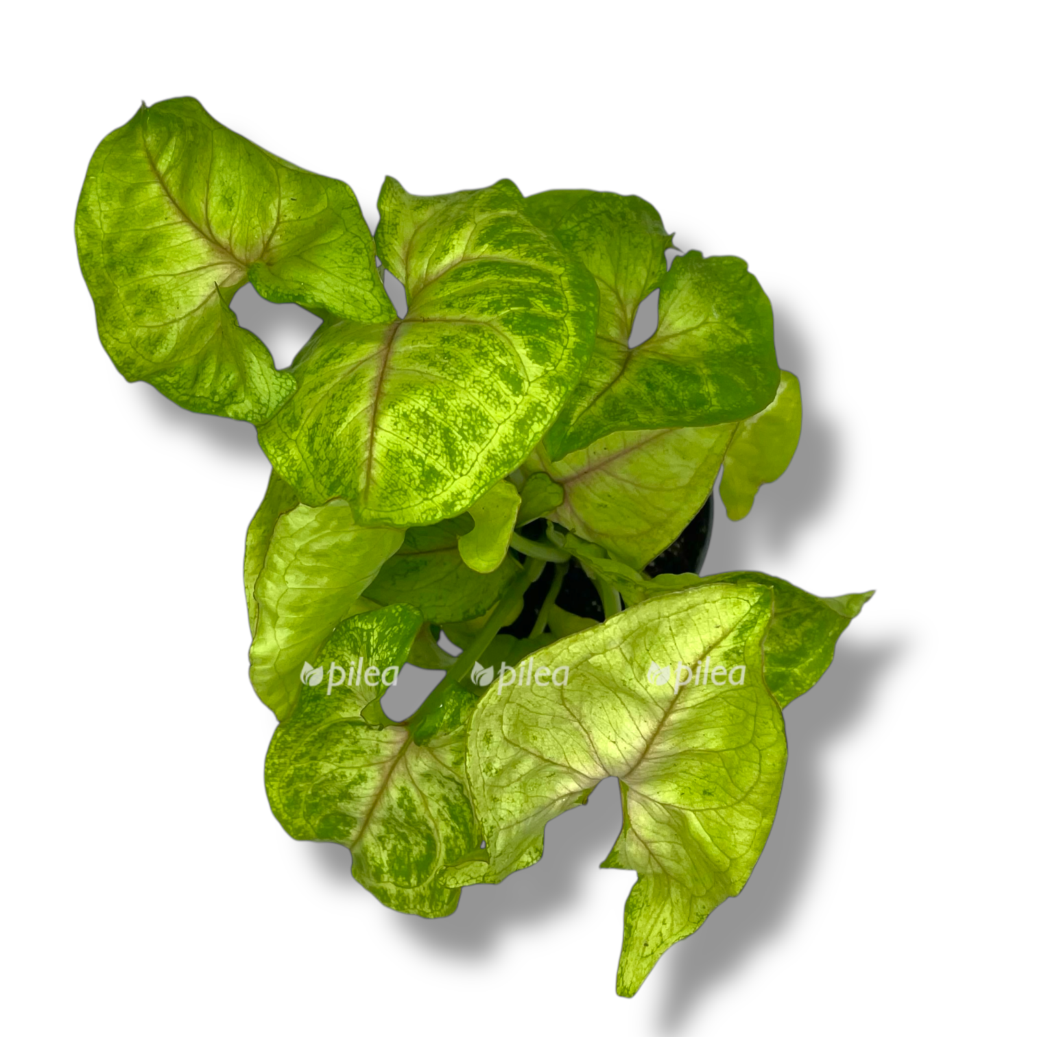 singonium gold ellyuzhn