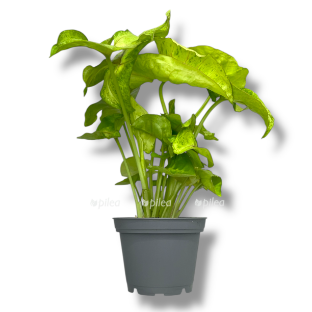 singonium gold ellyuzhn e1770413653281