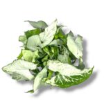 singonium holli