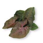 singonium mariya d6 e1723478223554