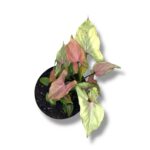 singonium mikki