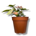singonium mikki