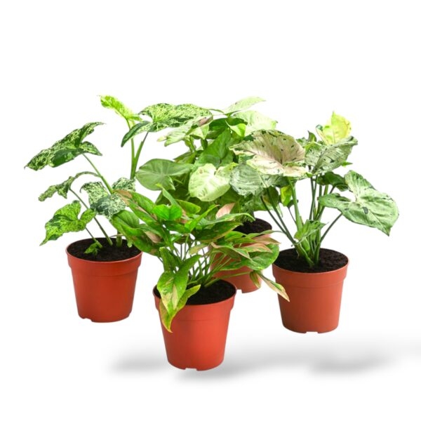 singonium miks e1742789125180