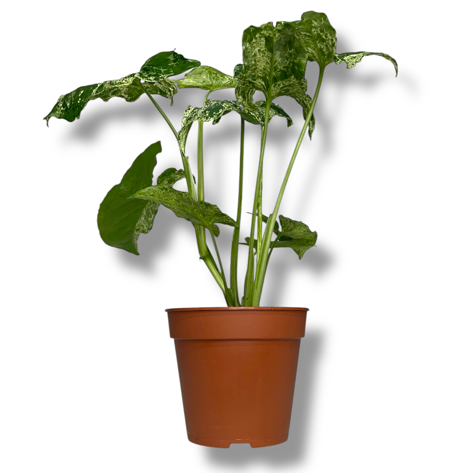 singonium mottled arrouhed