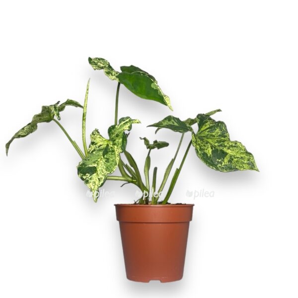 singonium mottled e1738088182778