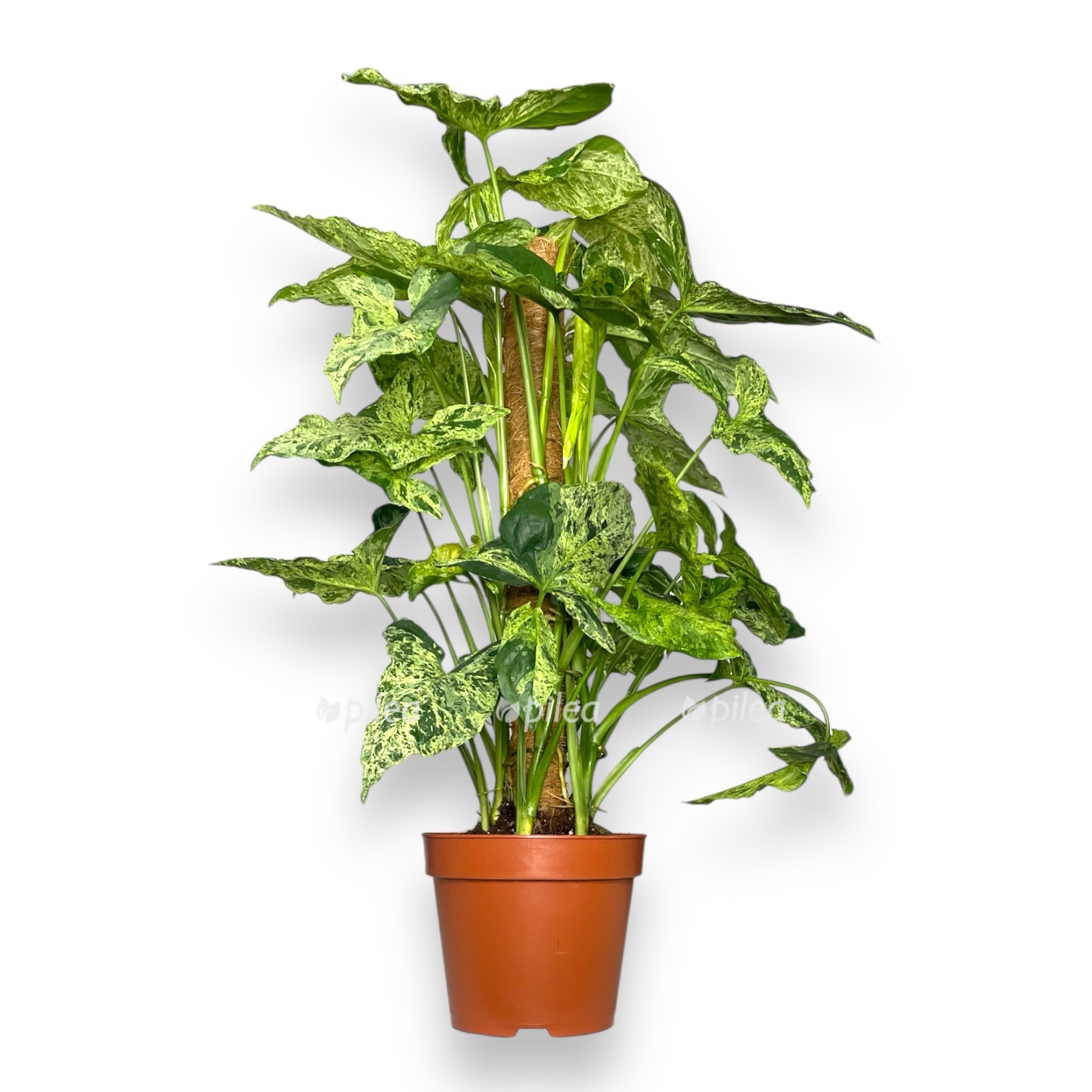 singonium mottled na opore 1