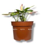 singonium nagpum variegata