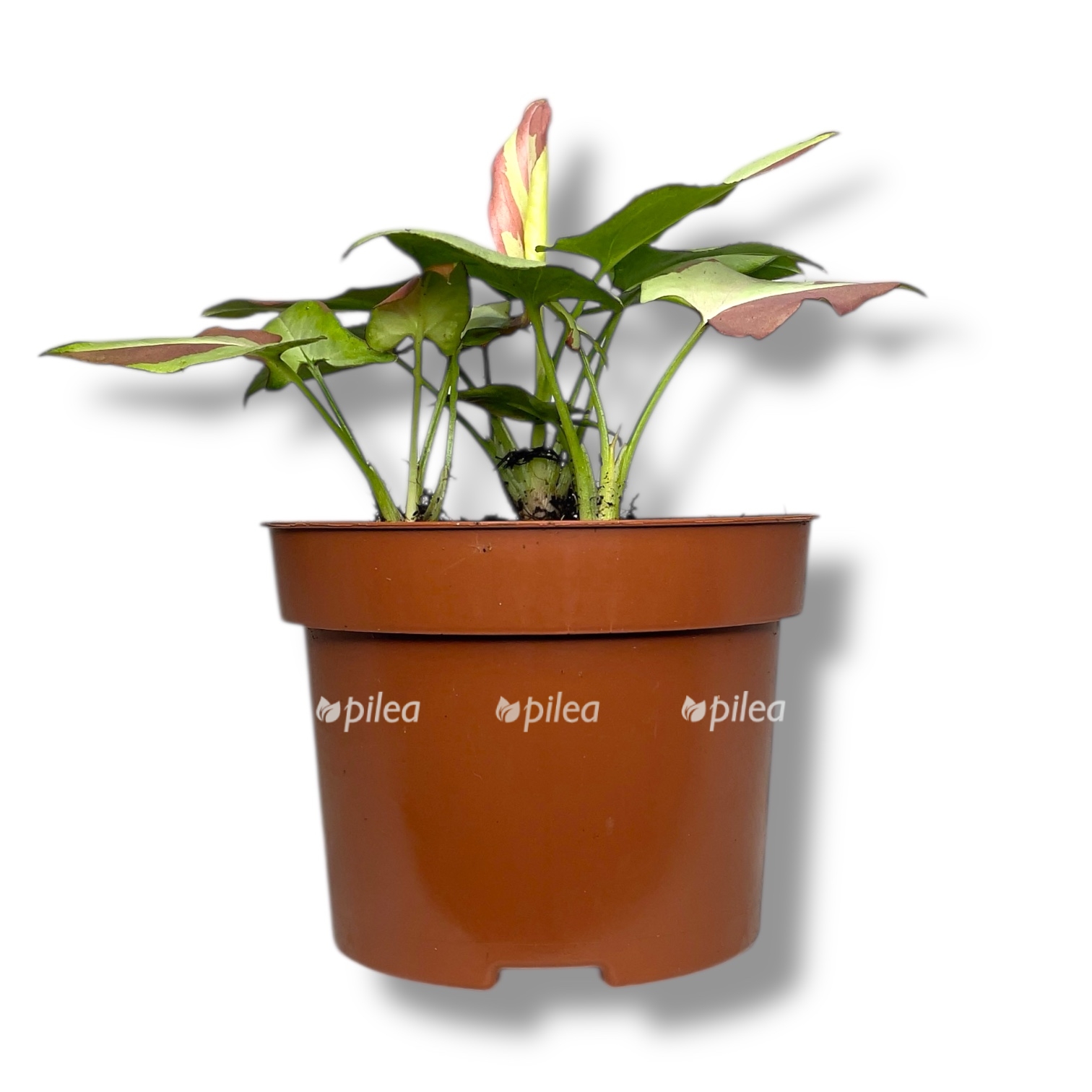 singonium nagpum variegata