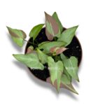 singonium nagpum variegata