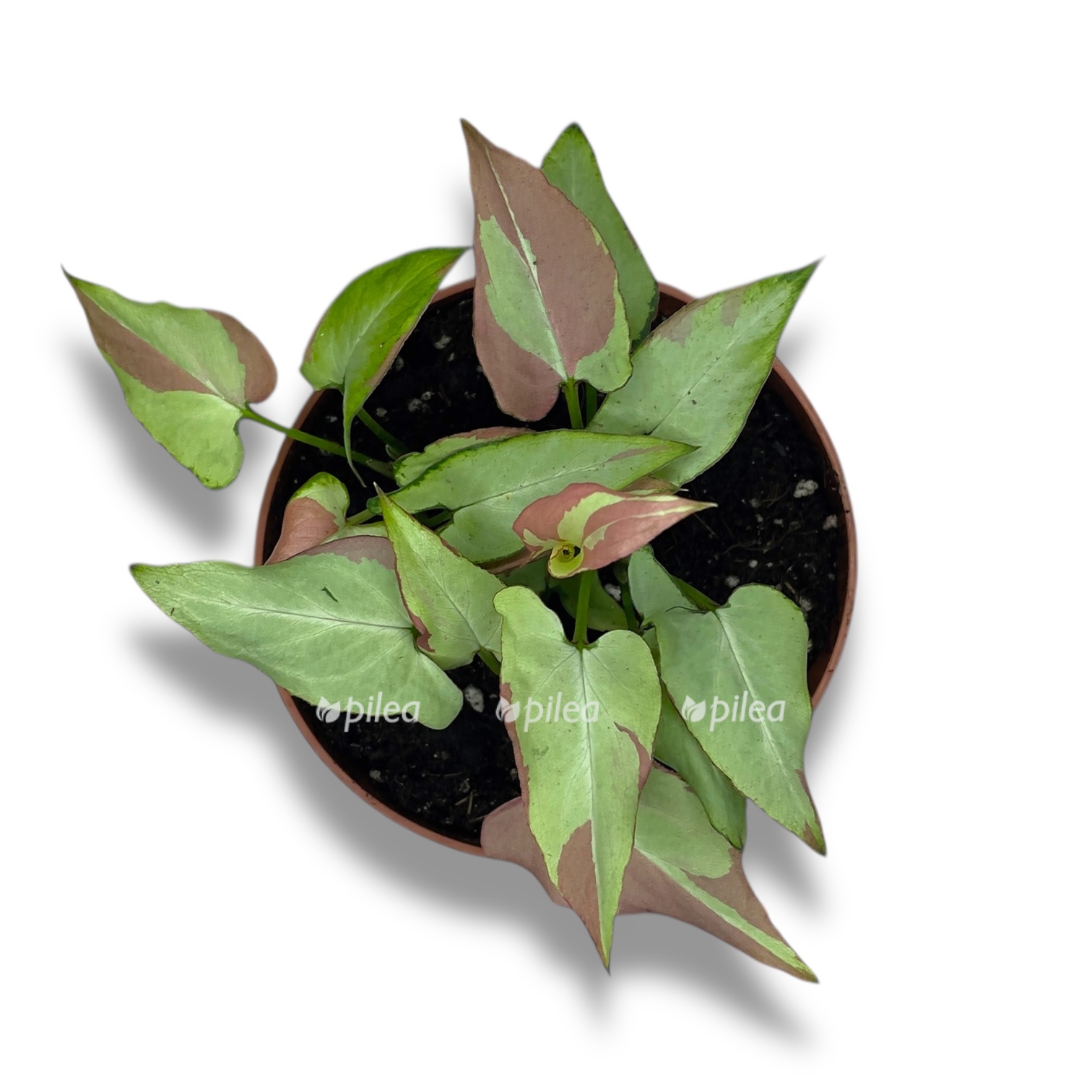 singonium nagpum variegata