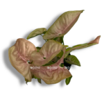 singonium neon