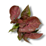 singonium nyu dyu