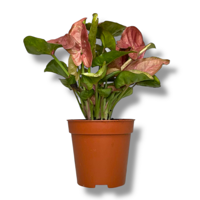 singonium nyu dyu e1754330415219