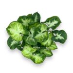 singonium piksi d6 e1723477850338