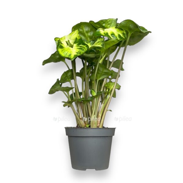 singonium piksi e1723477856704