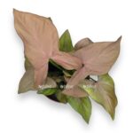 singonium pink splesh