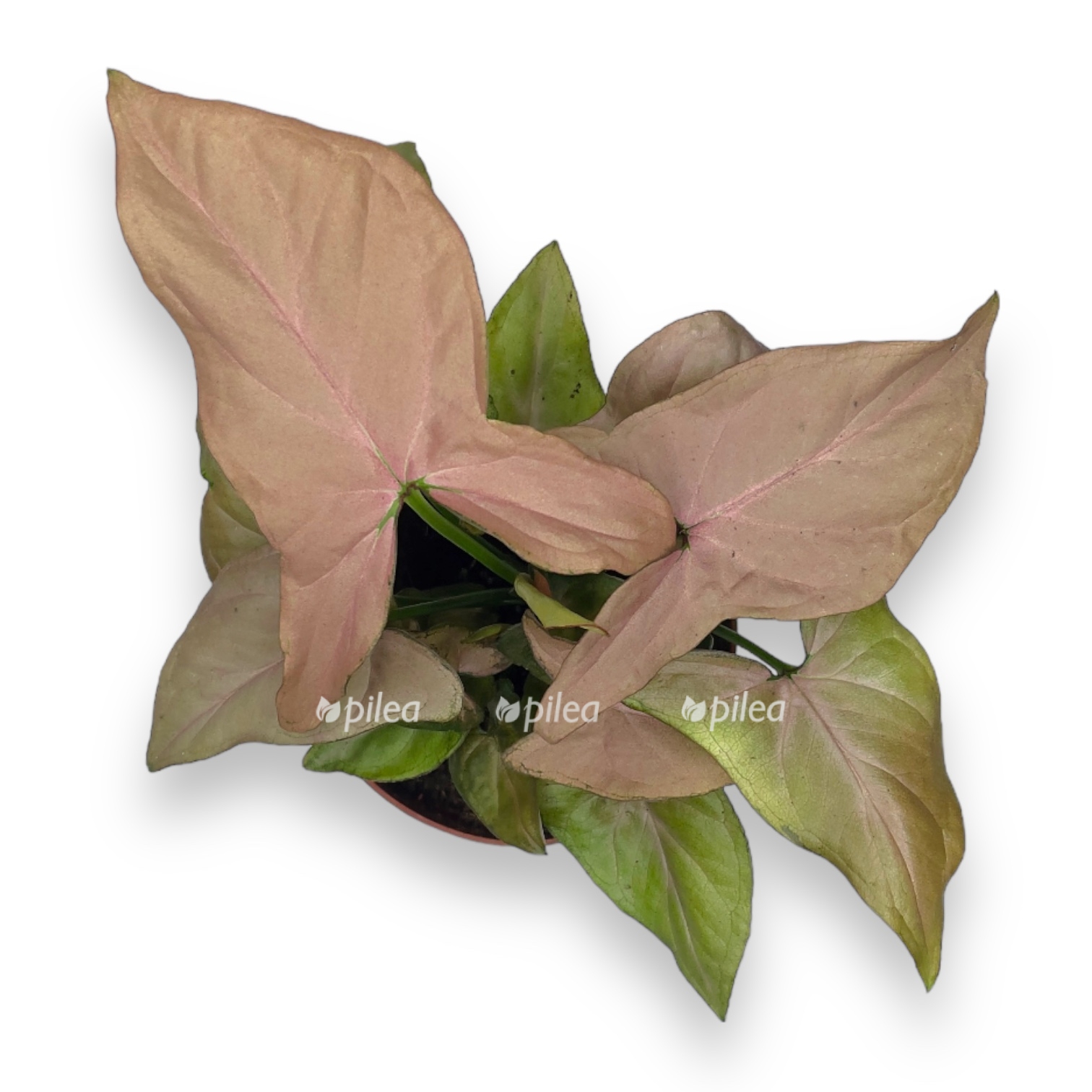 singonium pink splesh