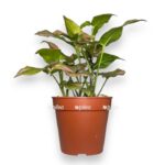 singonium pink splesh 2 e1716925788694