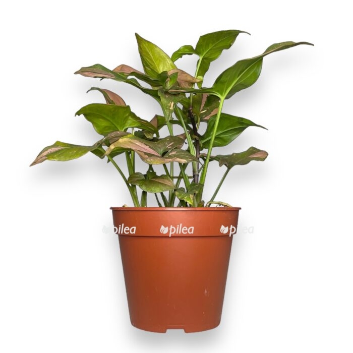 singonium pink splesh 2 e1716925788694