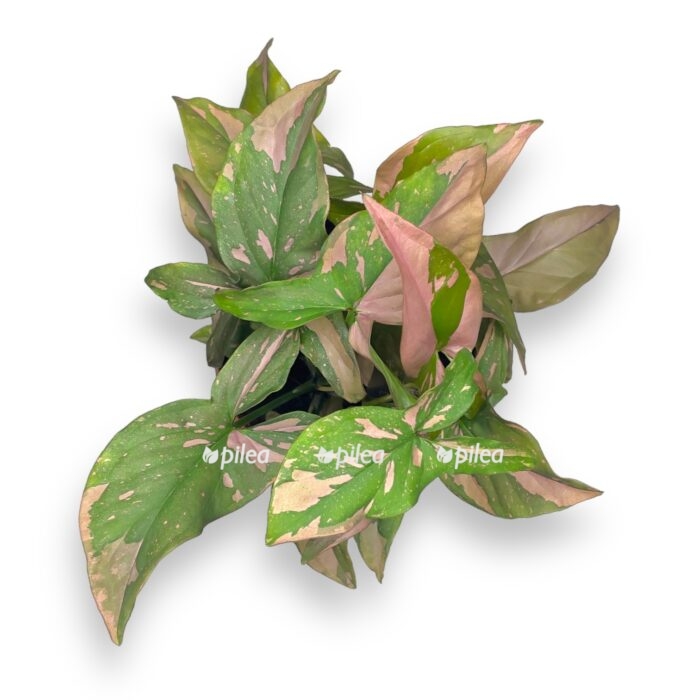 singonium pink splesh e1716925782713